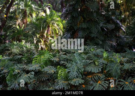 Tropische Blätter im Dschungel Hintergrund. Regenwald mit Pflanzen und herrlichem Sonnenschein im Morgendschungel. Hochwertige Fotos Stockfoto