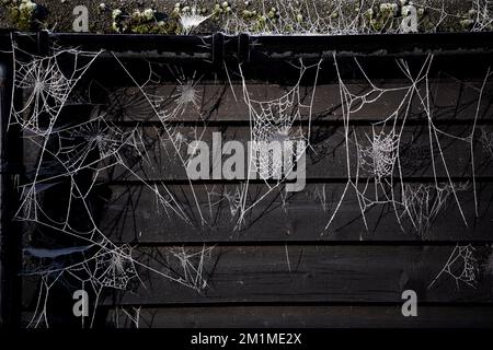 Ein Kaltstart. Winter Frost auf Spiders Webs in Fotografen Thaxted Essex Garden heute Morgen, 11. Dezember 2022, wachte der Großteil Großbritanniens unter dem Tiefsttemperat auf Stockfoto