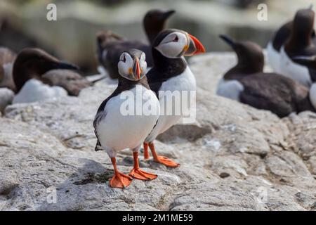 Zwei atlantische Papageientaucher fratercula arctica auf dem Boden an einem Nistplatz auf den Farne-Inseln Stockfoto