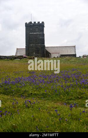 Wilde Bluebells (Hyacinthoides Non-scripta) von der Parish Church of Saint Materiana in Tintagel auf dem South West Coastal Path in Cornwall, Großbritannien. Stockfoto