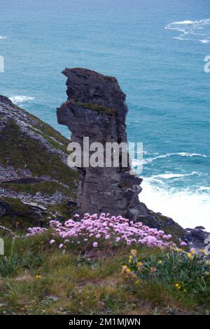 Pink Sea Thrift am Slate Rock Pinnacle „Stack“ aus dem Old Lanterdan Quarry in der Nähe von Tintagel auf dem South West Coastal Path, Cornwall, England, Großbritannien. Stockfoto