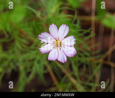 Eine Nahaufnahme einer weißen Garten-Cosmos-Blume vor dem isolierten Hintergrund Stockfoto