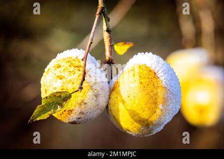 Frost auf Äpfeln am Baum, teilweise geschmolzen durch Wintersonne. Stockfoto