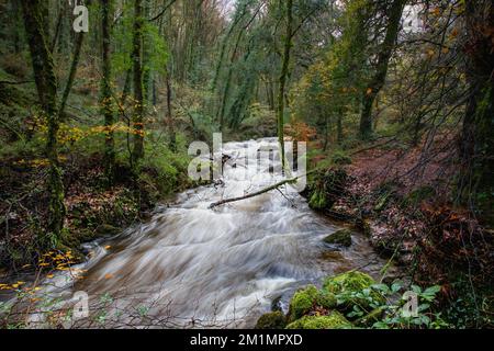 Fluss Par (Dowr Gwernan) durch das Luxulyanische Tal (Glyn Gwernan) Stockfoto