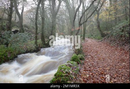 Fluss Par (Dowr Gwernan) durch das Luxulyanische Tal (Glyn Gwernan) Stockfoto