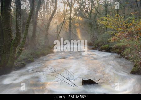 Fluss Par (Dowr Gwernan) durch das Luxulyanische Tal (Glyn Gwernan) Stockfoto