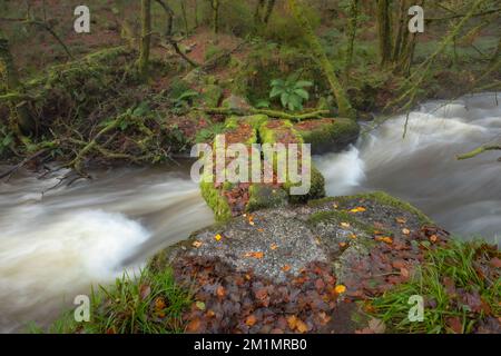 Fluss Par (Dowr Gwernan) unter einer kleinen Granitsteinbrücke im Luxulyan-Tal (Glyn Gwernan) Stockfoto