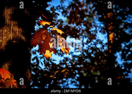 Goldene Orangeneiche im Sonnenschein im Schatten des Waldes Stockfoto
