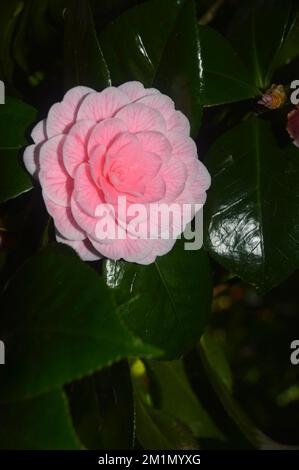 Große rosa Blüten mit roten Venenblüten Camellia Japonica (Eugenie De Massena Camellia) Doppelblume, die in den Lost Gardens von Heligan, St. Austell, Stockfoto