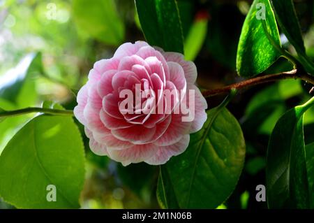 Große rosa Blüten mit roten Venenblüten Camellia Japonica (Eugenie De Massena Camellia) Doppelblume, die in den Lost Gardens von Heligan, St. Austell, Stockfoto