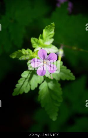 Single Small Pink Herb-Robert (Geranium Robertianum) Flower Growing in the Woods at the Lost Gardens of Heligan, St. Austell, Cornwall, England, Großbritannien. Stockfoto