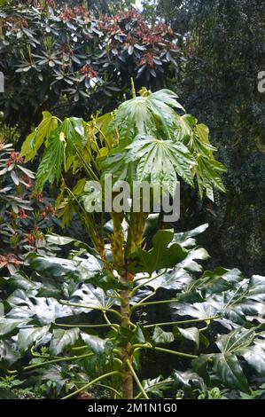 Fatsia Japonica (Paperplant) „Castor Oil Plant“ Shrub Growing in the Woods at the Lost Gardens of Heligan, St. Austell, Cornwall, England, Großbritannien. Stockfoto