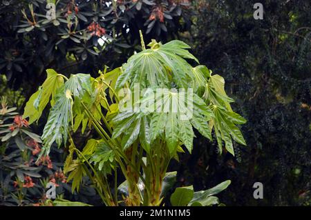 Fatsia Japonica (Paperplant) „Castor Oil Plant“ Shrub Growing in the Woods at the Lost Gardens of Heligan, St. Austell, Cornwall, England, Großbritannien. Stockfoto