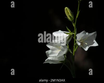 Ein flacher Fokus von weißen Blüten, isoliert auf schwarzem Hintergrund Stockfoto