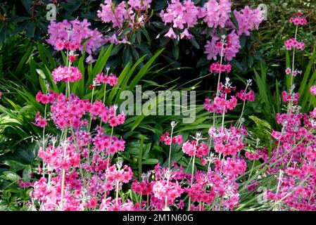 Deep Pink Primula Beesiana (Candelabra Primrose) Blumen, die in den Lost Gardens of Heligan, St. Austell, Cornwall, Großbritannien, angebaut werden Stockfoto