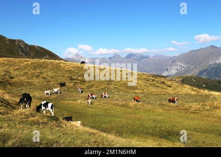 Landschaft der italienischen alpen mit grasenden Kühen Stockfoto