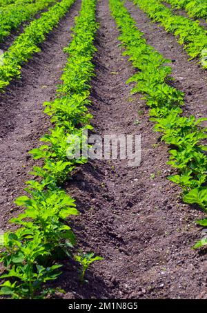 „Myatts Ashleaf“-Kartoffeln (Solanum tuberosum), die in Reihen im Kitchen Garden in The Lost Gardens of Heligan, St. Austell, Cornwall, Großbritannien, angebaut werden Stockfoto