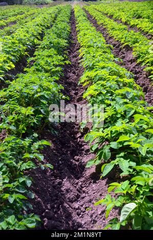 „Edzell Blue“-Kartoffeln (Solanum tuberosum), die in Reihen im Kitchen Garden in The Lost Gardens of Heligan, St. Austell, Cornwall, Großbritannien, angebaut werden Stockfoto