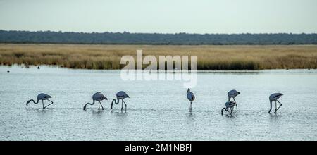 Sieben Flamingos füttern sich in einem natürlichen Wasserloch in Etosha. Stockfoto