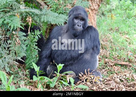 Männlicher Silverback Mountain Gorilla im Mgahinga-Nationalpark, Uganda Stockfoto