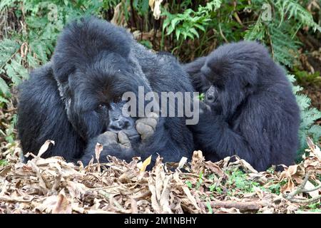 Ein Kind-Berggorillas, das einen Silberrücken-Berg im Mgahinga-Nationalpark, Uganda, pflegt Stockfoto