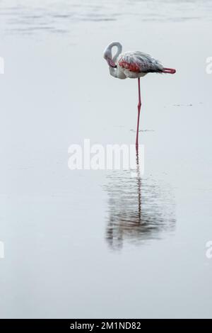 Einmaliges Flamingo-Preening in der Lagune von Walvis Bay, Namibia, an einem nebligen Tag. Stockfoto