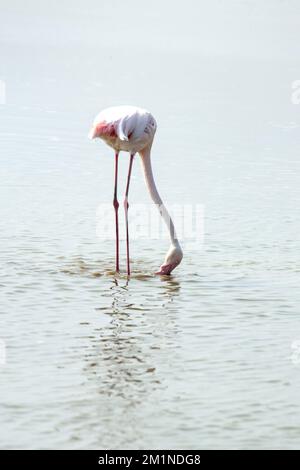 Einmaliges Füttern von Flamingo in der Lagune von Walvis Bay, Namibia, an einem nebligen Tag. Stockfoto