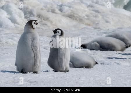 Antarktis, Weddell Sea, Snow Hill Island, Snow Hill Colony. Kaiserpinguinküken (Aptenodytes foregon) Stockfoto
