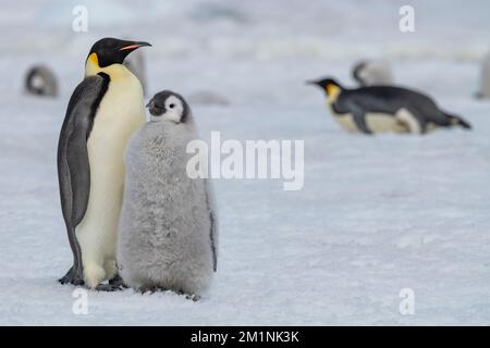 Antarktis, Weddell Sea, Snow Hill Island, Snow Hill Colony. Kaiserpinguin (Aptenodytes foenza) Erwachsener mit verschwommenem Küken. Stockfoto