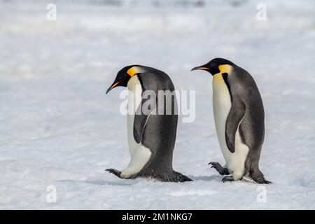 Antarktis, Weddell Sea, Snow Hill Island, Snow Hill Colony. Kaiserpinguine beim Gehen (Aptenodytes fohei) Stockfoto