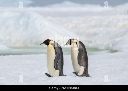 Antarktis, Weddell Sea, Snow Hill Island, Snow Hill Colony. Kaiserpinguine beim Gehen (Aptenodytes fohei) Stockfoto