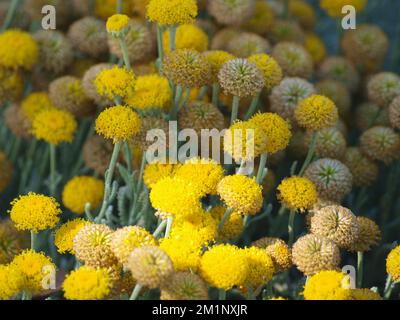 santolina Heilpflanze in der Sommersonne Nahaufnahme. Stockfoto