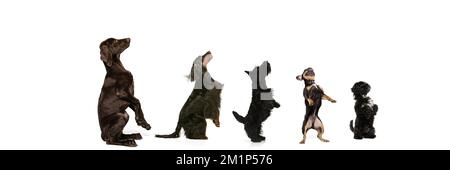 Gruppe verschiedener Rassen Hunde stehen in einer Reihe aufeinander in Wachstum isoliert auf weißem Hintergrund. Profilansicht. Vielfalt. Tierleben, Pflege, Tierarzt Stockfoto