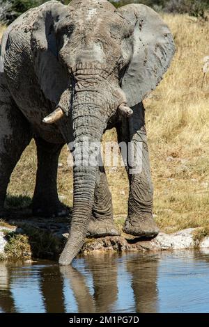 Ein afrikanischer Elefant, der am Wasserloch trinkt Stockfoto
