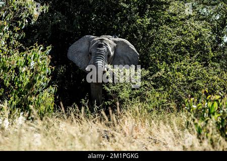 Afrikanischer Elefant, der aus dem Laub auftaucht Stockfoto