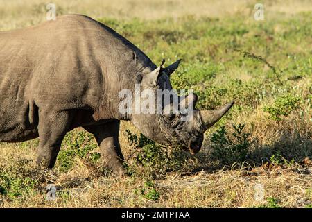 Ein schwarzes Nashorn, das die kurzen, süßen Büsche in einem grünen Etosha durchsucht. Stockfoto