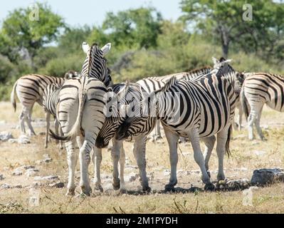 Zwei große Zebras, die ihre Jugend wiedererleben. Stockfoto