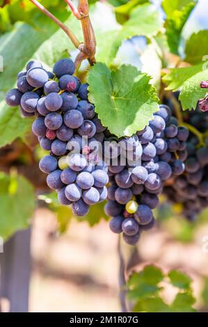 Ein vertikaler Schuss frischer reifer, köstlicher Traubenbündel, die auf einem Weingut hängen Stockfoto