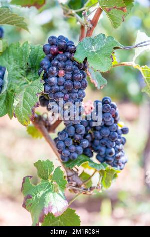 Ein vertikaler Schuss frischer reifer, köstlicher Traubenbündel, die auf einem Weingut hängen Stockfoto