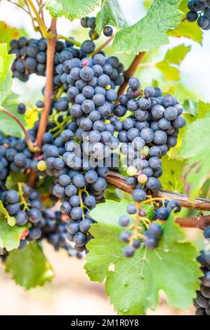 Ein vertikaler Schuss frischer reifer, köstlicher Traubenbündel, die auf einem Weingut hängen Stockfoto