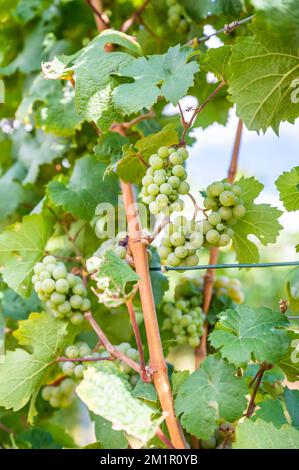 Ein vertikaler Schuss frischer reifer, köstlicher Traubenbündel, die auf einem Weingut hängen Stockfoto