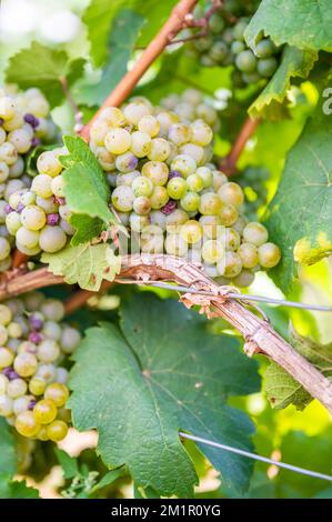 Ein vertikaler Schuss frischer reifer, köstlicher Traubenbündel, die auf einem Weingut hängen Stockfoto