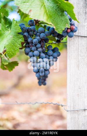 Ein vertikaler Schuss eines frischen, reifen, köstlichen Traubenbandes, der auf einem Weinberg an einer Rebe hängt Stockfoto