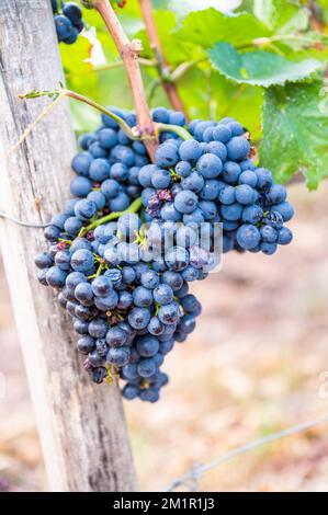 Ein vertikaler Schuss frischer reifer, köstlicher Traubenbündel, die auf einem Weingut hängen Stockfoto