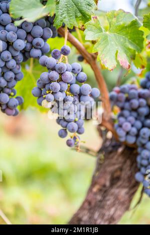 Ein vertikaler Schuss frischer reifer, köstlicher Traubenbündel, die auf einem Weingut hängen Stockfoto