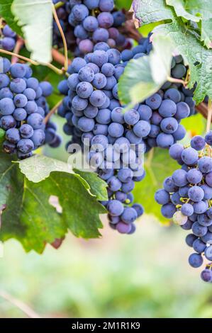 Ein vertikaler Schuss frischer reifer, köstlicher Traubenbündel, die auf einem Weingut hängen Stockfoto