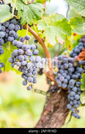 Ein vertikaler Schuss frischer reifer, köstlicher Traubenbündel, die auf einem Weingut hängen Stockfoto