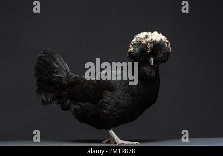 Ein schwarzes polnisches Huhn vor dunklem Hintergrund Stockfoto