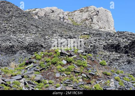 Petersilie Fern Cryptogramma crispa, die an den Hängen des ehemaligen Cwmorthin Slate Quarry wächst Stockfoto