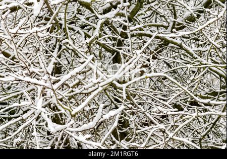 Schneebedeckte Äste an einem Baum, Dezember 2022 Stockfoto